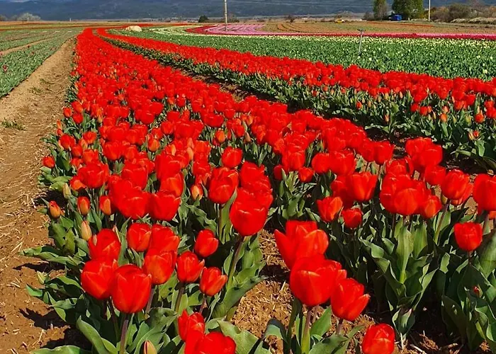 Le Relais D'elle Bed & Breakfast Niozelles